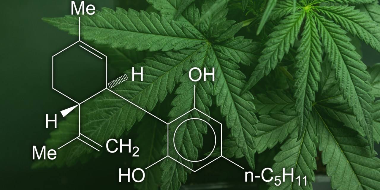 Le CBD : ses origines et ses bienfaits