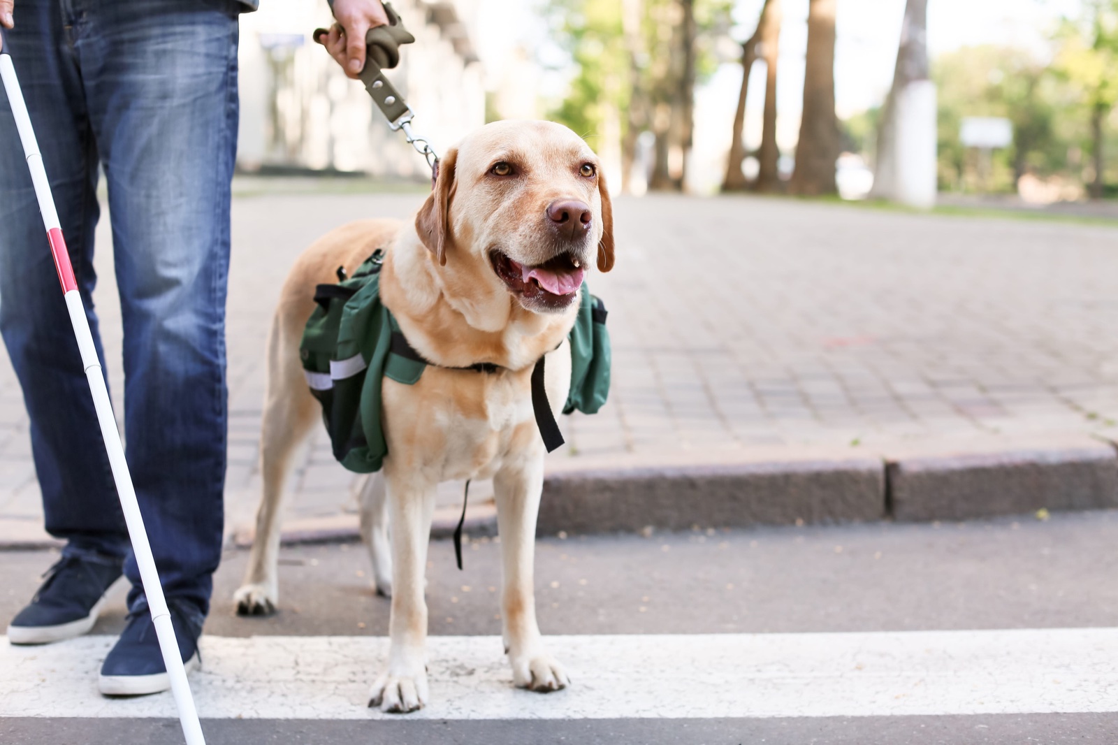 Personne malvoyante traversant la rue avec son chien guide